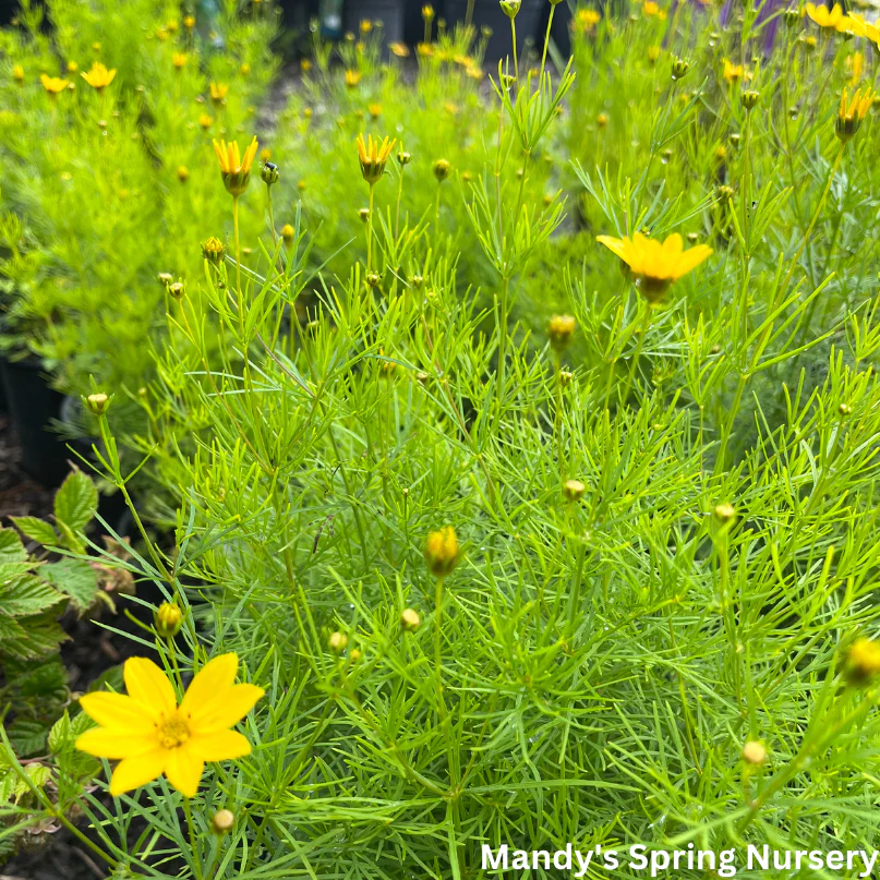 Zagreb Tickseed | Coreopsis verticillata 'Zagreb' - Image 2