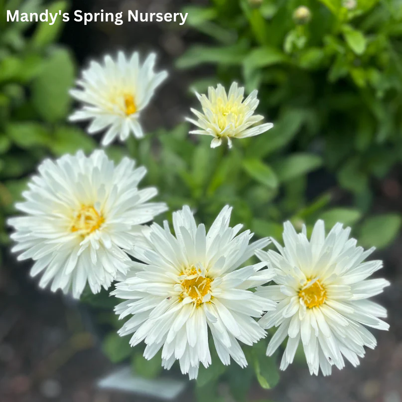 ‘Crazy Daisy’ Shasta Daisy | Leucanthemum x superbum 'Mt. Hood' - Image 2