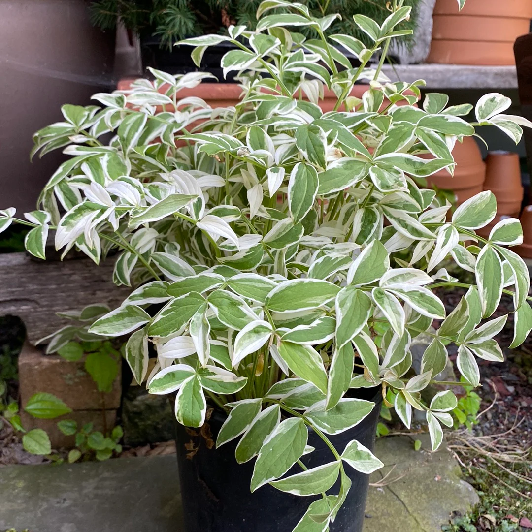 Touch of Class Creeping Jacob's Ladder | Polemonium reptans - Image 2