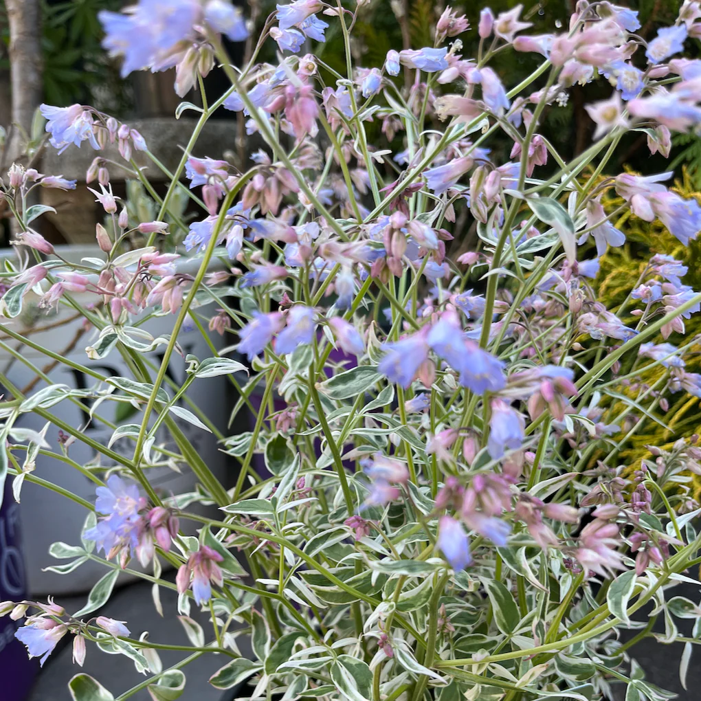 Touch of Class Creeping Jacob's Ladder | Polemonium reptans - Image 3