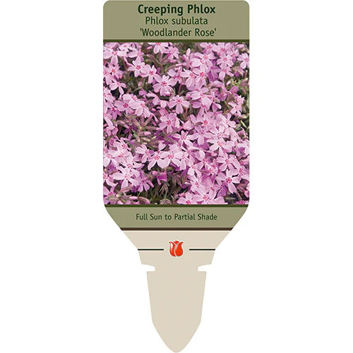 Woodlander Rose Creeping Phlox | Phlox subulata - Image 2