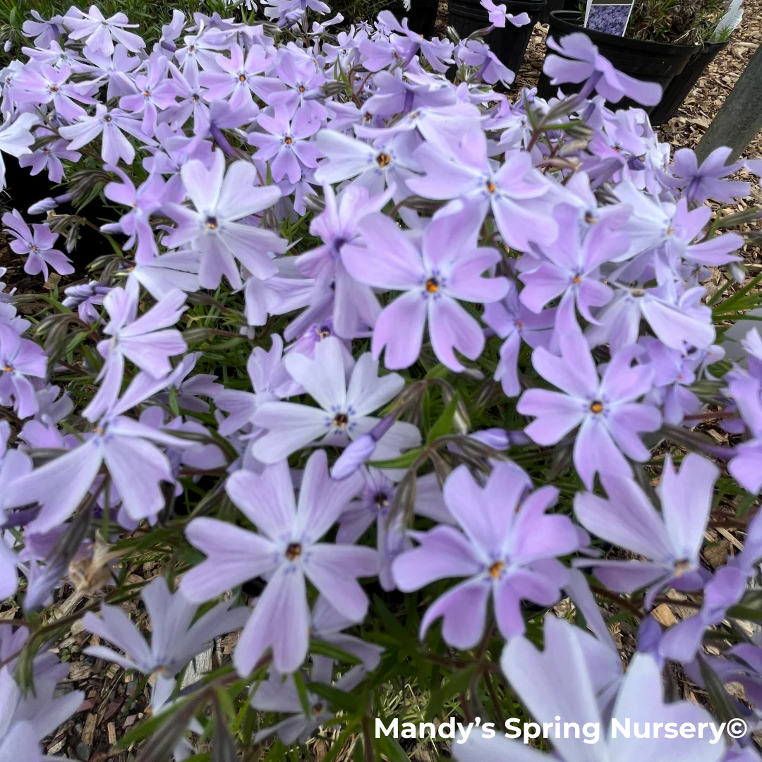Woodlander Lilac Creeping Phlox | Phlox subulata - Image 3