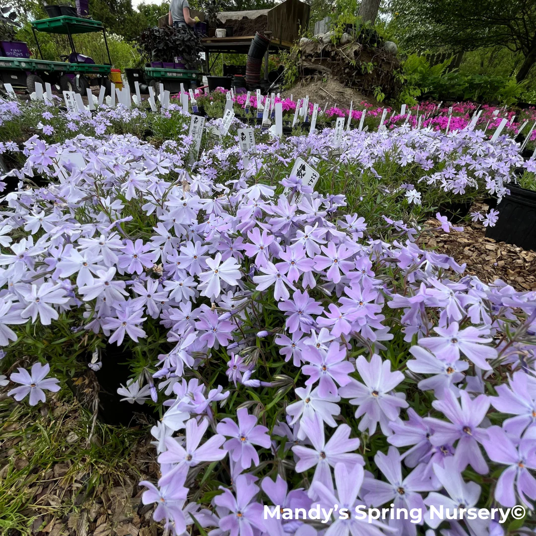 Woodlander Lilac Creeping Phlox | Phlox subulata - Image 4
