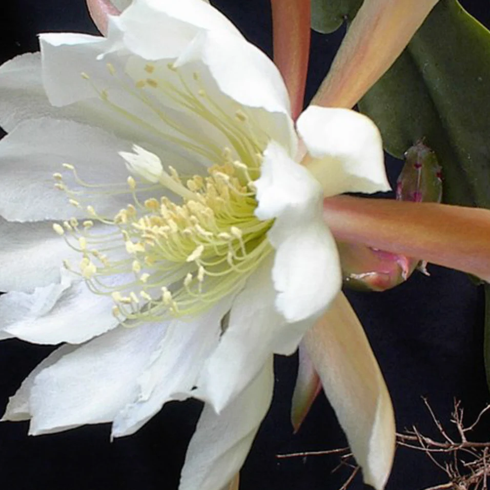Crenate Orchid Cactus | Epiphyllum crenatum - Image 2