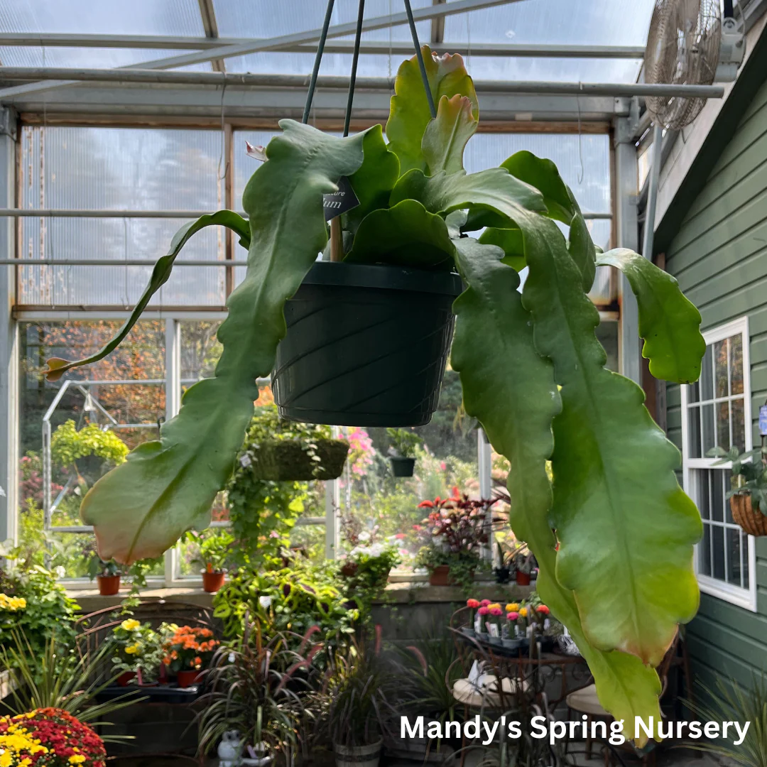 Crenate Orchid Cactus | Epiphyllum crenatum - Image 3