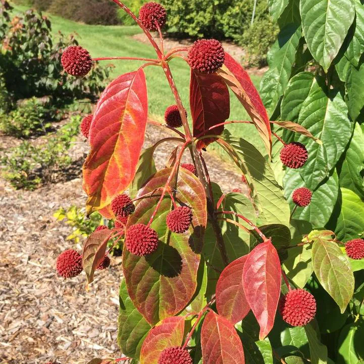 'Crimson Comet' Buttonbush | Cephalanthus occidentalis - Image 2