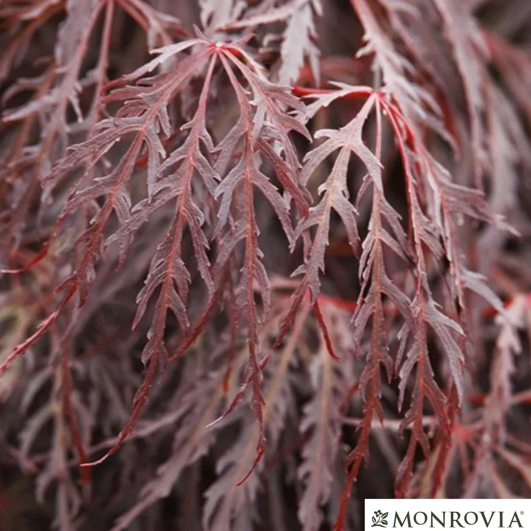'Crimson Queen' Japanese Maple | Acer palmatum - Image 2