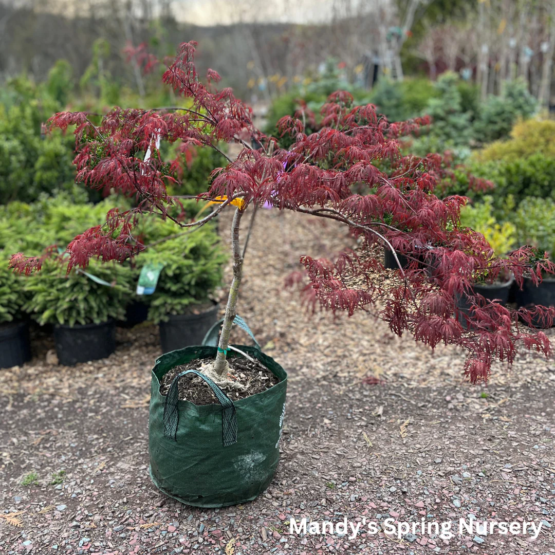 'Crimson Queen' Japanese Maple | Acer palmatum - Image 3