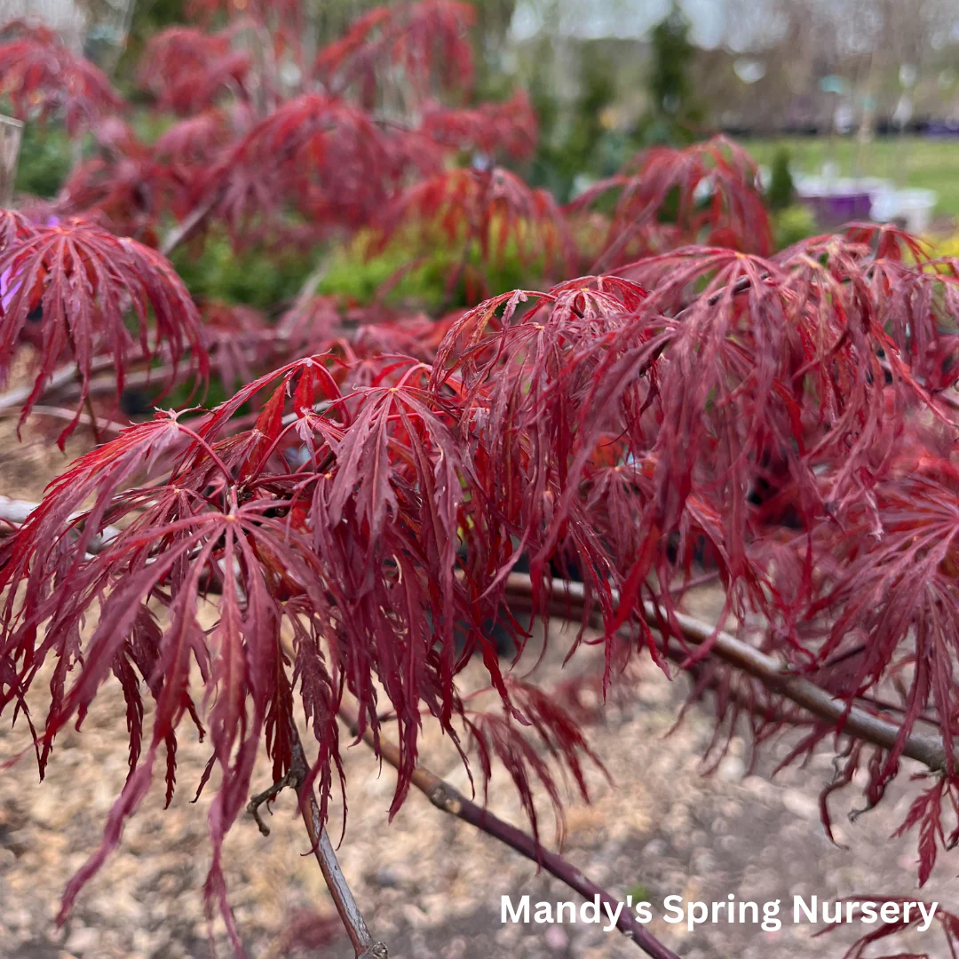 'Crimson Queen' Japanese Maple | Acer palmatum - Image 4