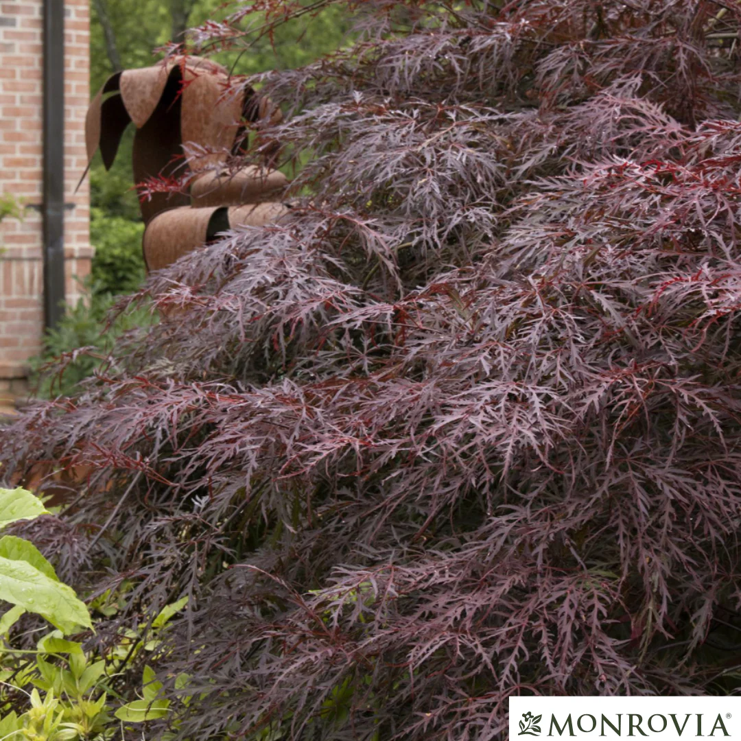 'Crimson Queen' Japanese Maple | Acer palmatum - Image 5