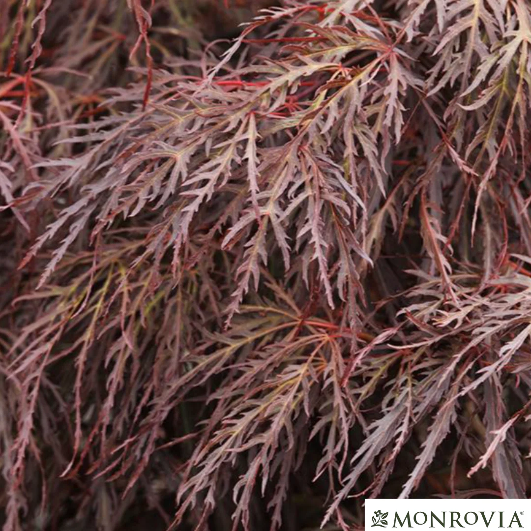 'Crimson Queen' Japanese Maple | Acer palmatum - Image 6