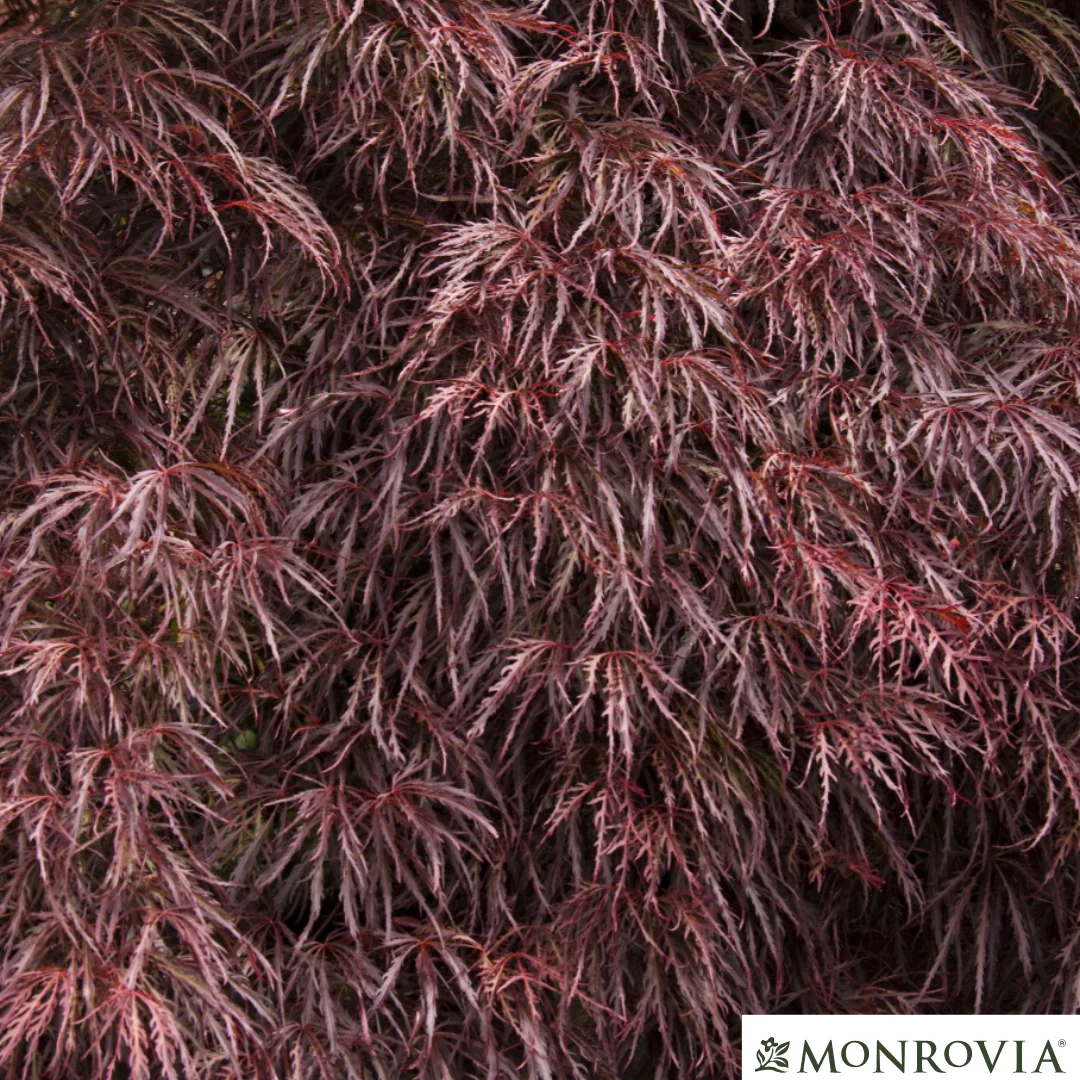 'Crimson Queen' Japanese Maple | Acer palmatum - Image 7