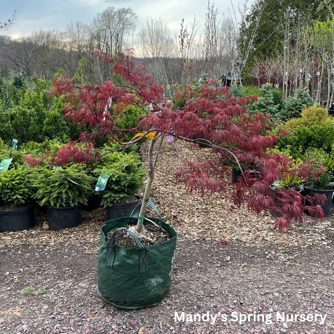 'Crimson Queen' Japanese Maple | Acer palmatum - Image 8