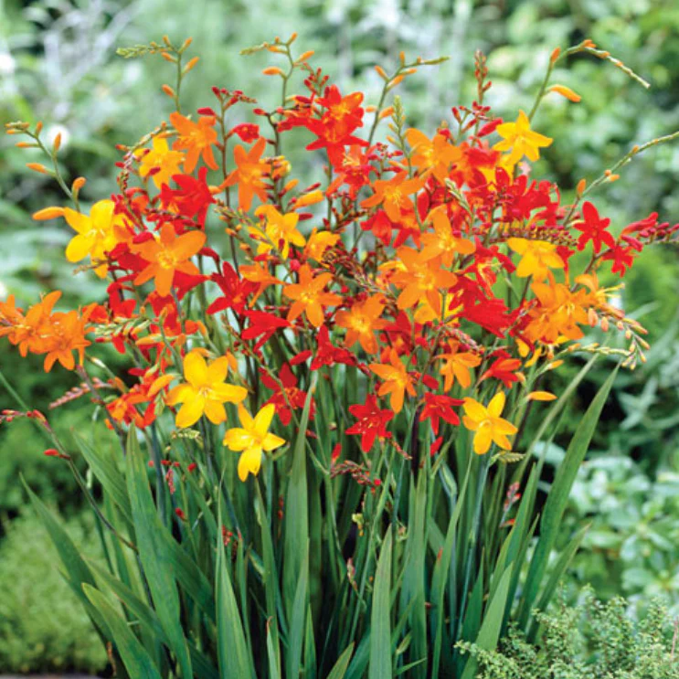 Crocosmia Mixture | 8 corms - Image 2