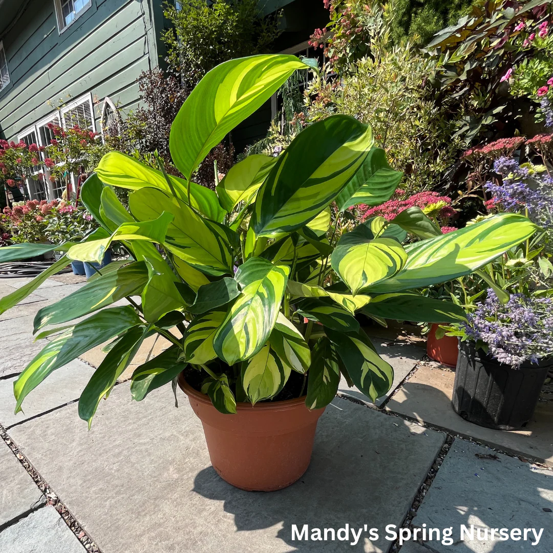 Ctenanthe Pilosa Golden Mosaic - Image 3