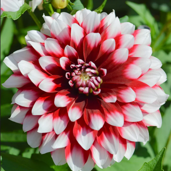 'Duet' Dahlia - Image 2