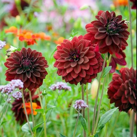 Dahlia Tubers - Image 3