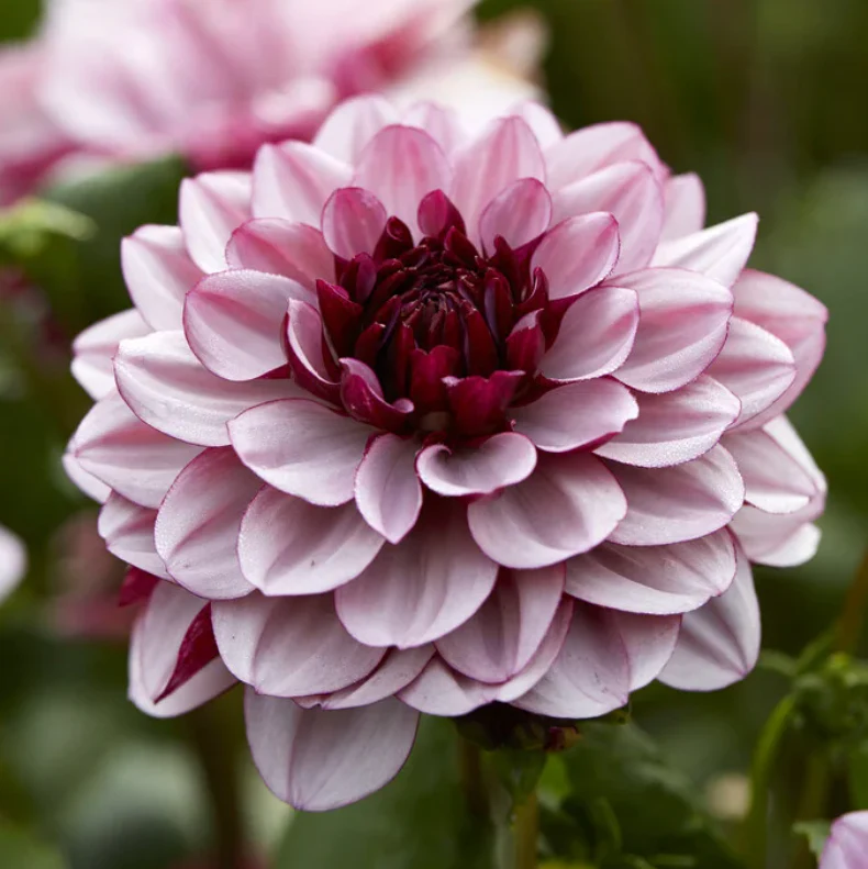 Dahlia Tubers - Image 4