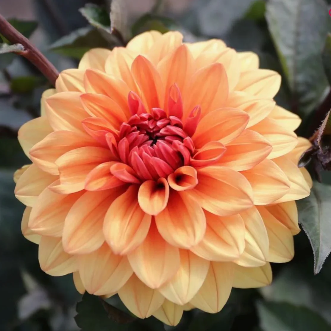 Dahlia Tubers - Image 5