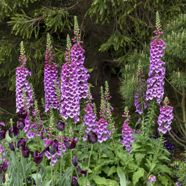 'Dalmatian Purple' Foxglove | Digitalis purpurea - Image 2