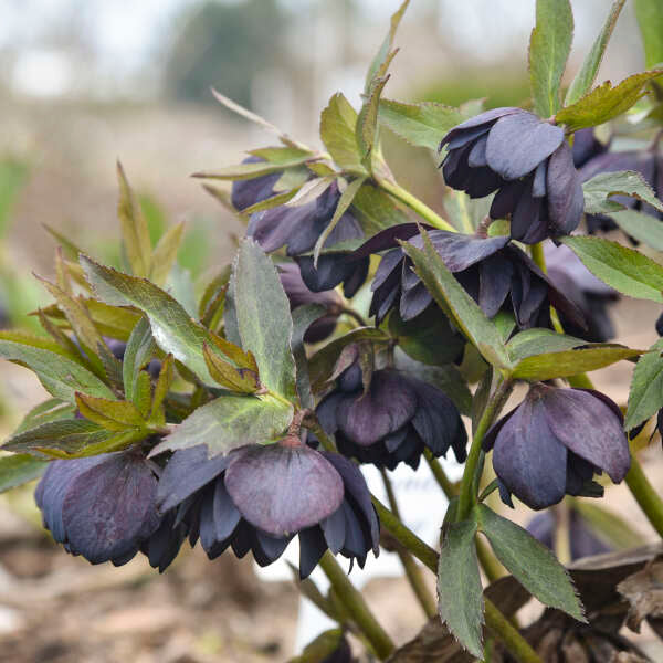 'Dark and Handsome' Lenten Rose | Hellebore - Image 3