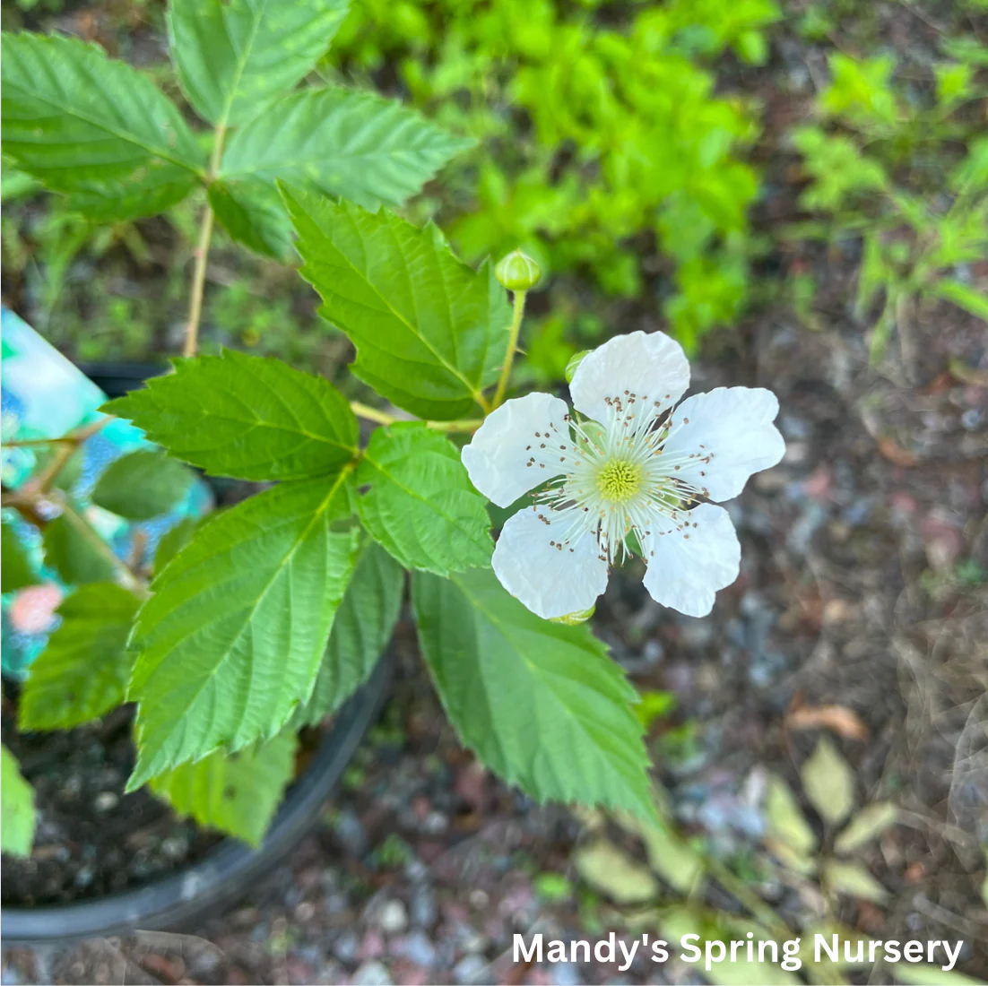 Darrow Blackberry | Rubus - Image 4