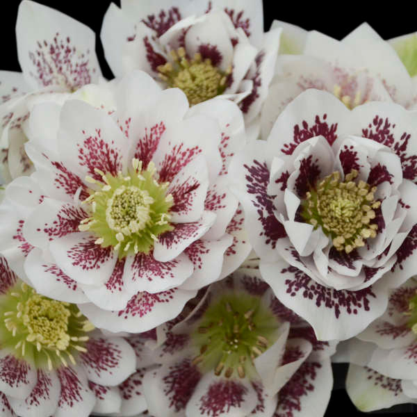 'Confetti Cake' Lenten Rose | Hellebore - Image 3
