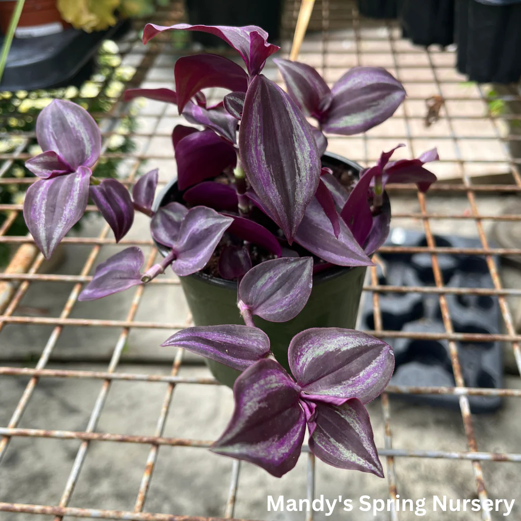Deep Purple Tradescantia | Tradescantia pallida 'Purpurea' - Image 3