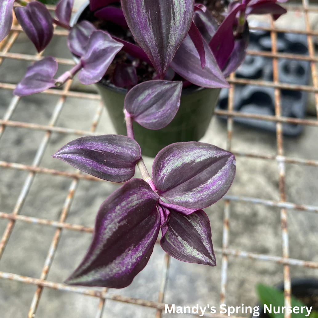 Deep Purple Tradescantia | Tradescantia pallida 'Purpurea' - Image 4