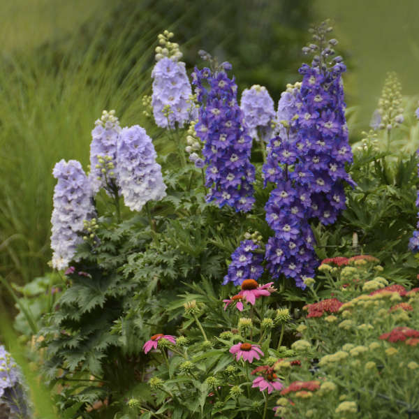 Delphinium New Zealand 'Stars' - Image 2