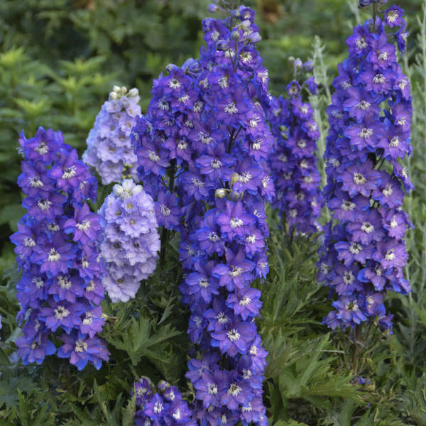 Delphinium New Zealand 'Stars' - Image 3
