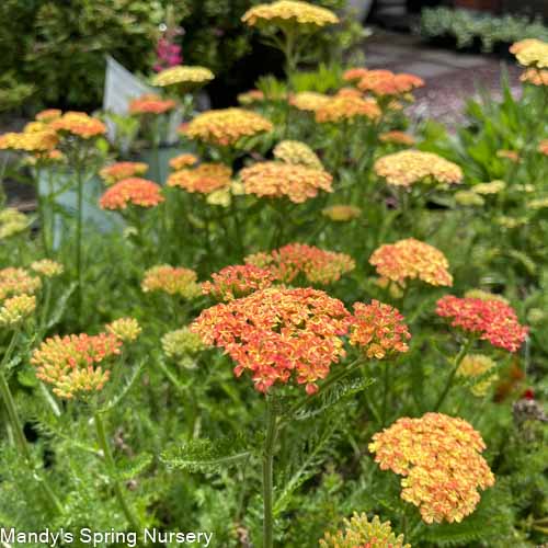 'Desert Eve™ Terracotta' Yarrow | Achillea millefolium Monrovia - Image 2