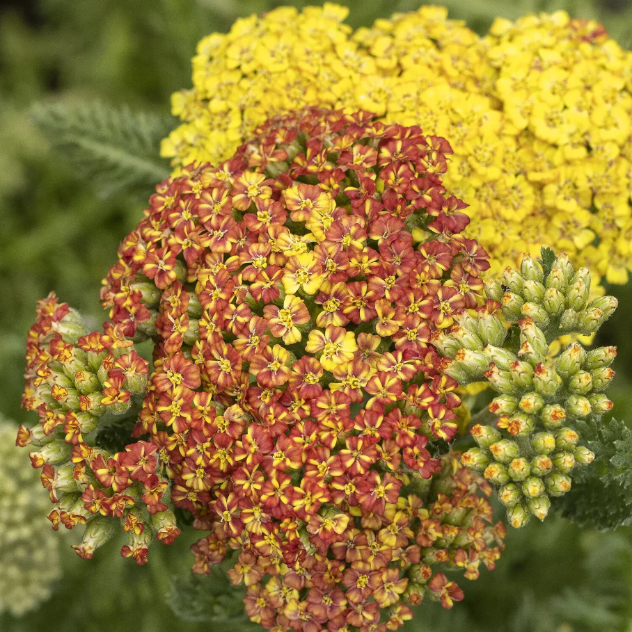 'Desert Eve™ Terracotta' Yarrow | Achillea millefolium Monrovia - Image 3