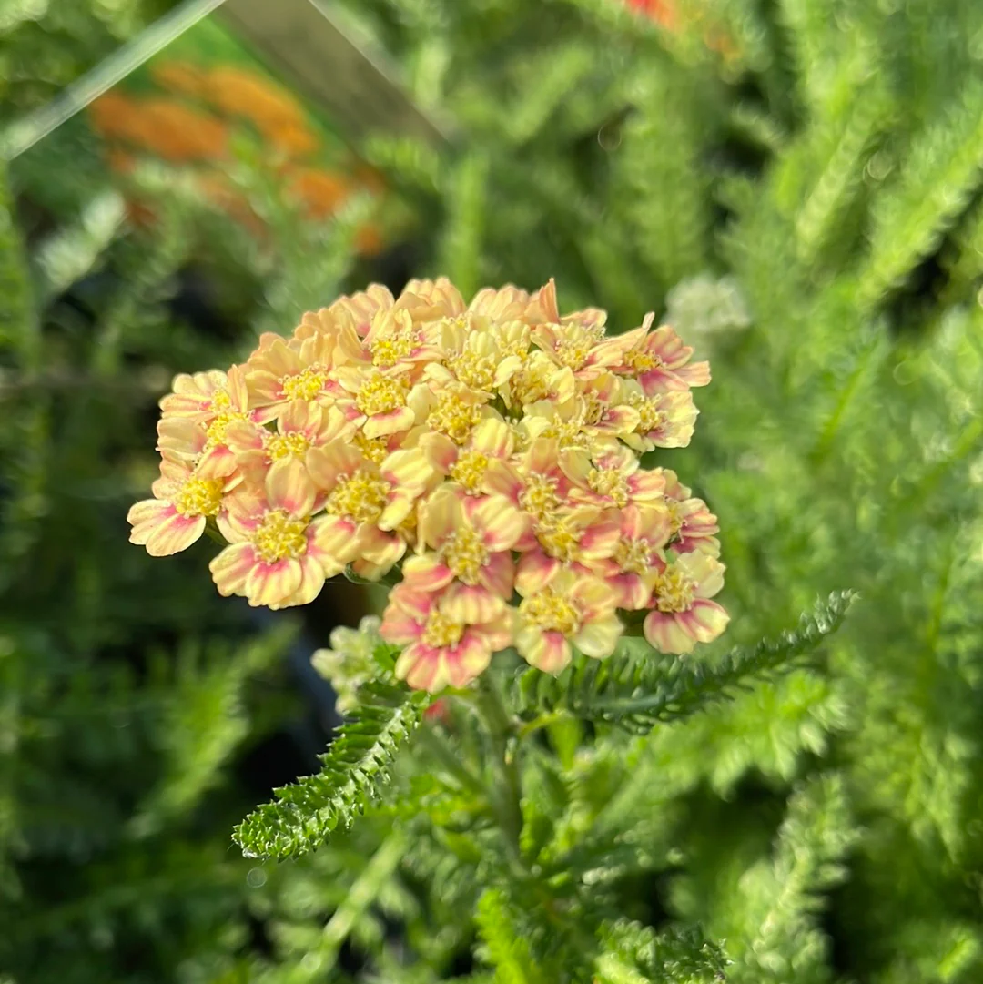 'Desert Eve™ Terracotta' Yarrow | Achillea millefolium Monrovia - Image 4