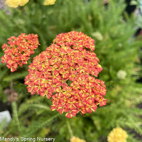 'Desert Eve™ Terracotta' Yarrow | Achillea millefolium Monrovia - Image 5