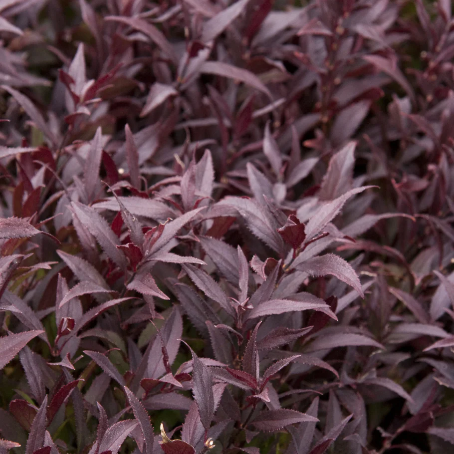 Dwarf Nikko Deutzia | Deutzia gracilis - Image 2