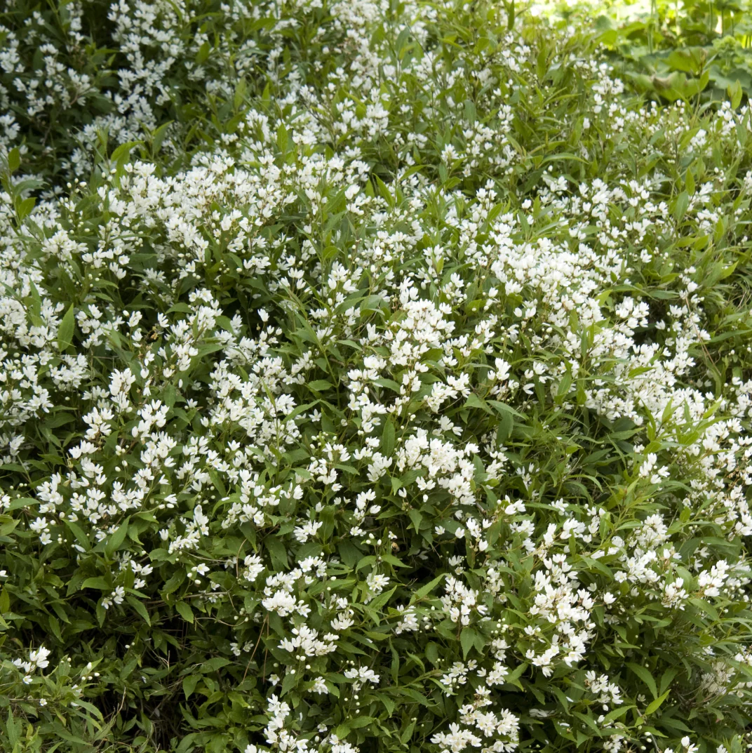 Dwarf Nikko Deutzia | Deutzia gracilis - Image 4