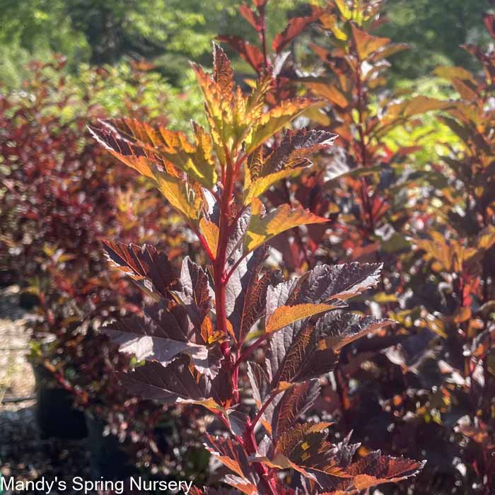 Diabolo Ninebark | Physocarpus opulifolius - Image 3