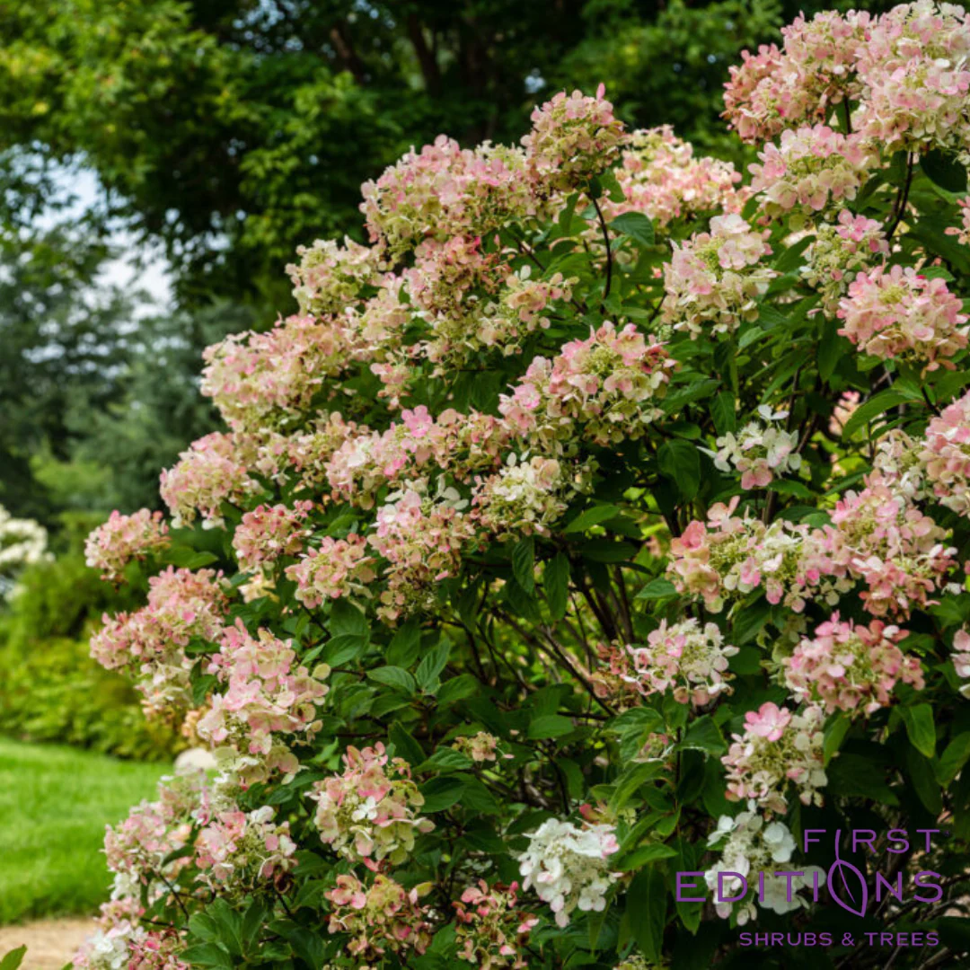 Diamond Rouge® Panicle Hydrangea | Hydrangea paniculata - Image 4