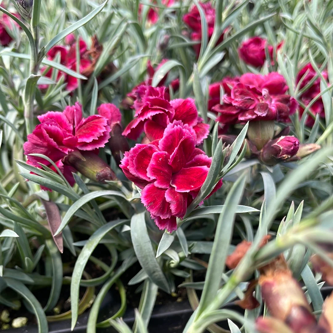 Burgundy Blush Dianthus | Dianthus 'Burgundy Blush' - Image 2