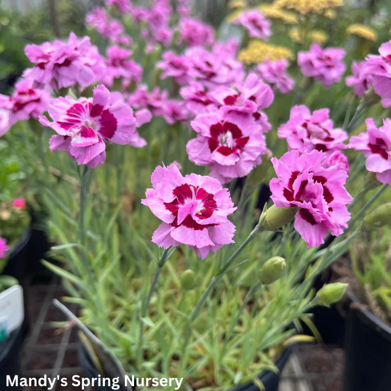 Kiss & Tell Dianthus | Dianthus 'Kiss & Tell' - Image 2