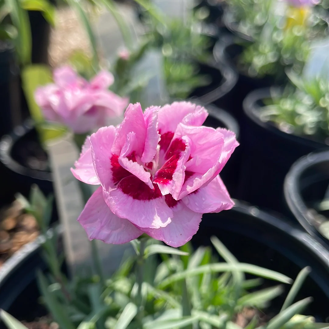 Kiss & Tell Dianthus | Dianthus 'Kiss & Tell' - Image 3