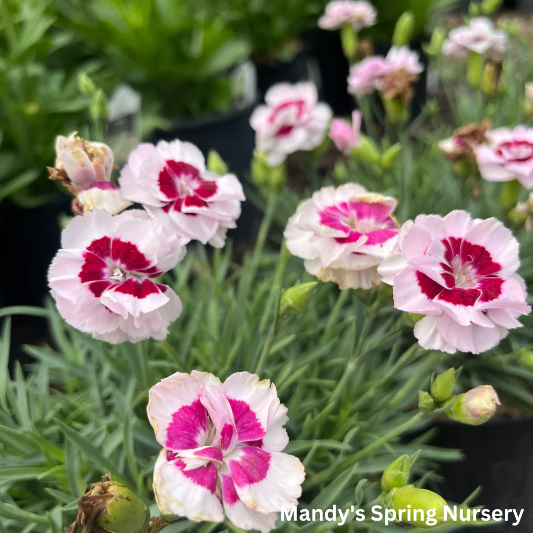 Kiss & Tell Dianthus | Dianthus 'Kiss & Tell' - Image 4