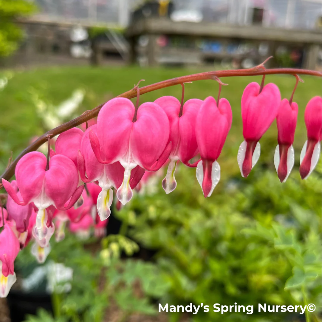 Bleeding Heart | Dicentra spectabilis - Image 3