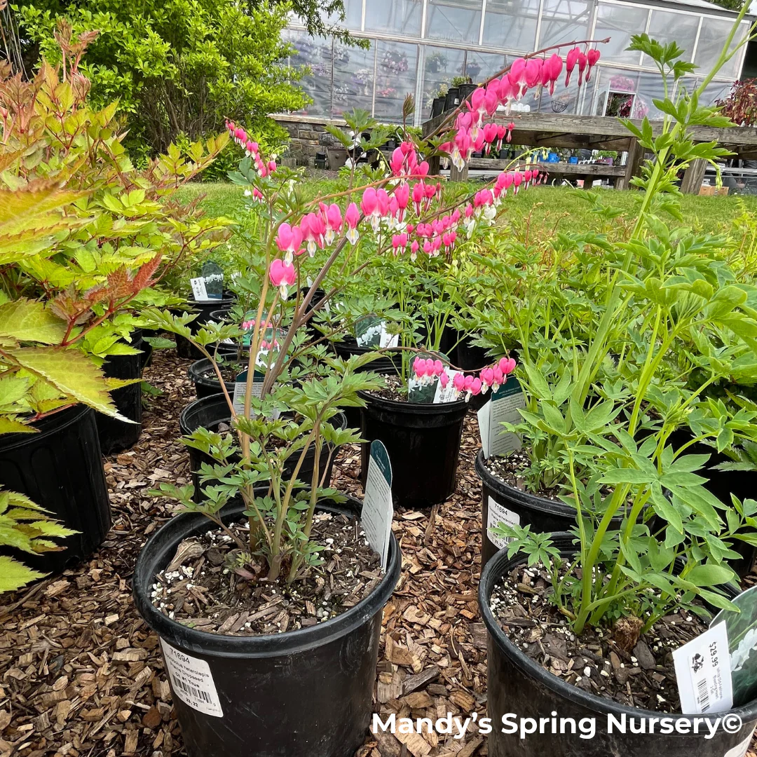 Bleeding Heart | Dicentra spectabilis - Image 4