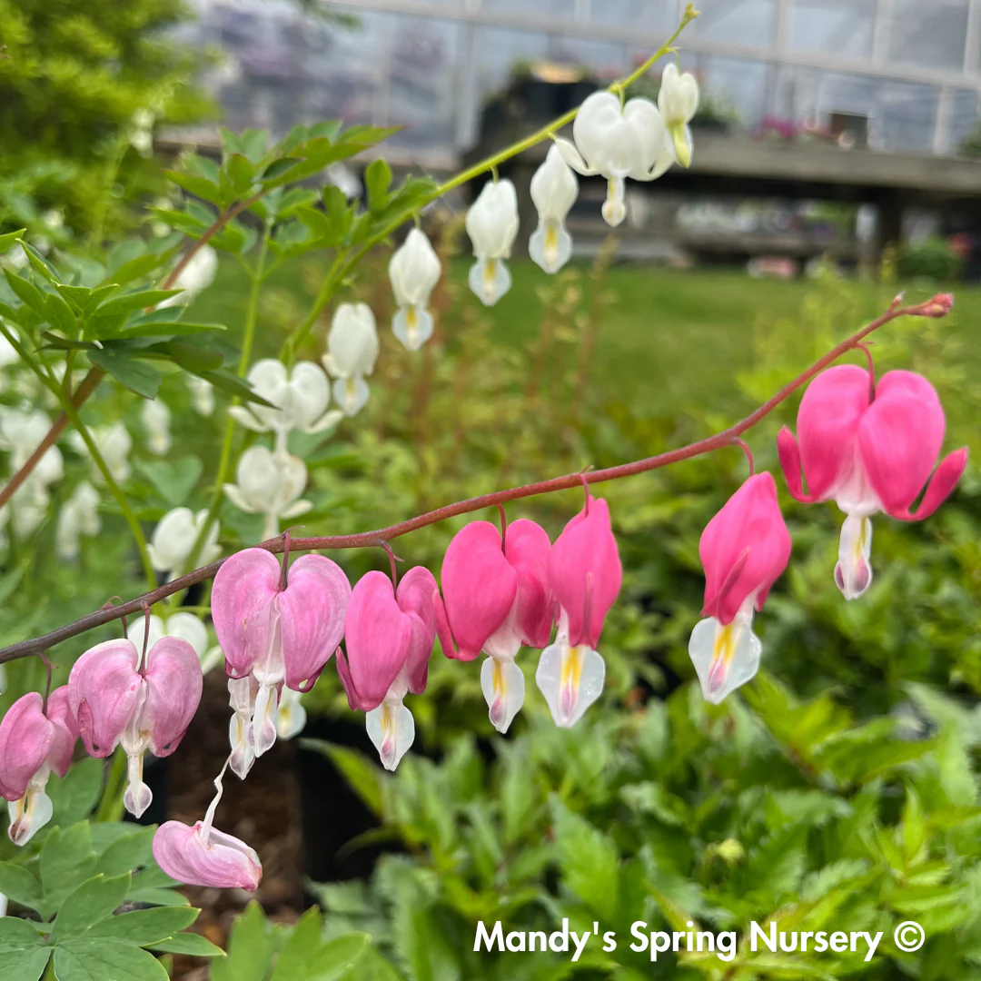 Bleeding Heart | Dicentra spectabilis - Image 5
