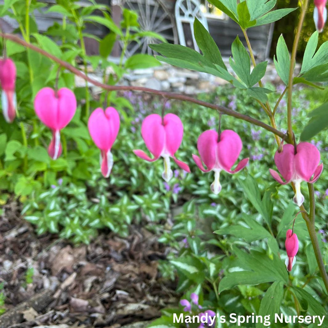 Bleeding Heart | Dicentra spectabilis - Image 6
