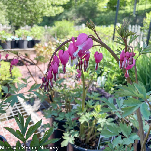 Bleeding Heart | Dicentra spectabilis - Image 7