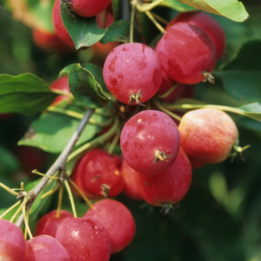 Dolgo Crabapple | Malus 'Dolgo' - Image 2