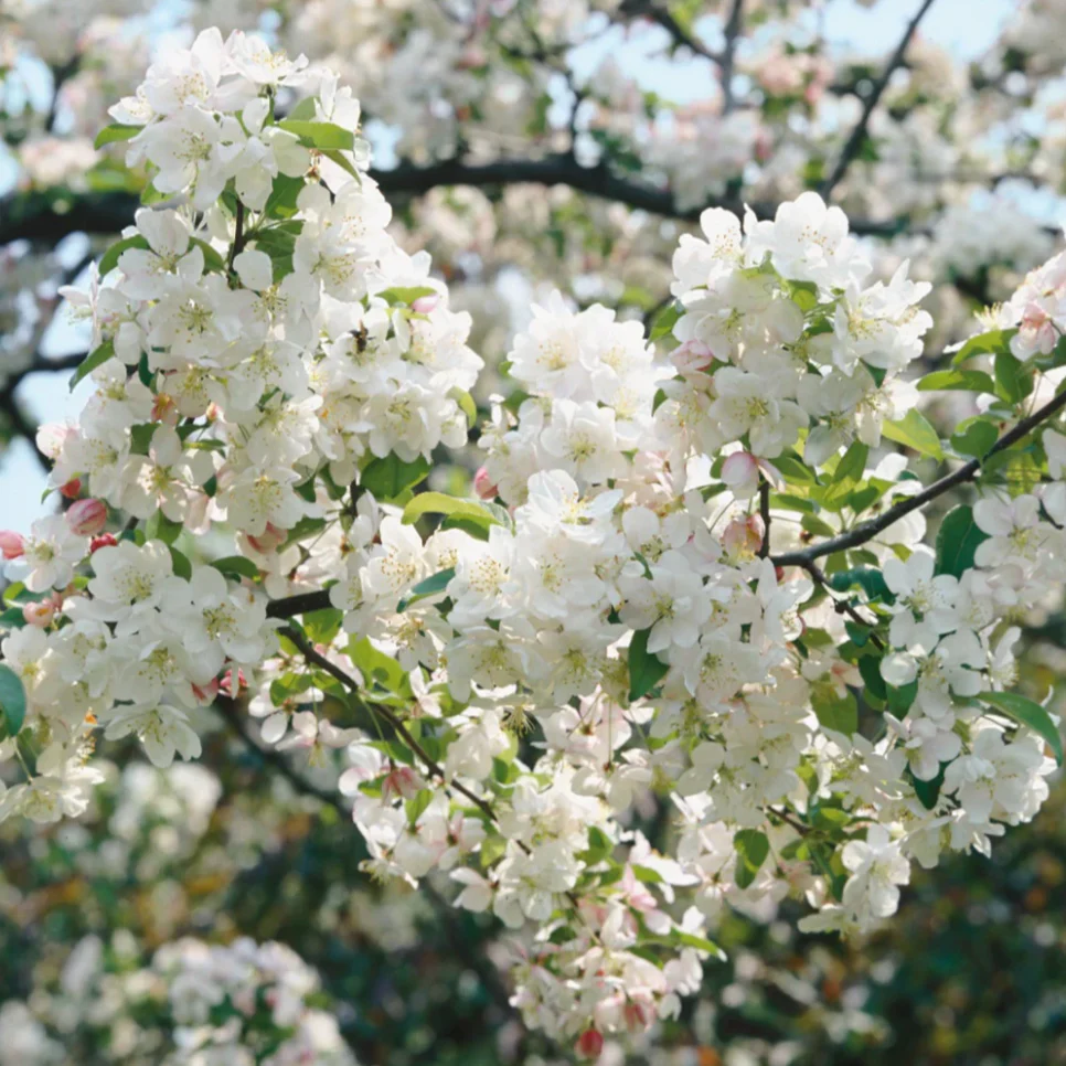 Dolgo Crabapple | Malus 'Dolgo' - Image 3